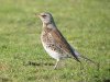 Fieldfare at Paglesham Lagoon (Steve Arlow) (89569 bytes)